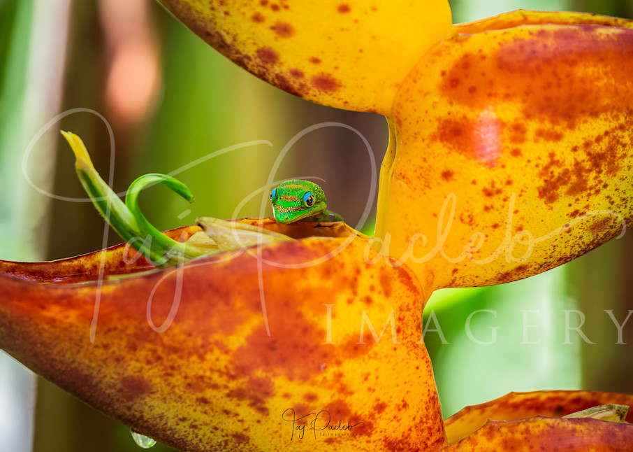 Gecko Sip Photography Art | Taj Pacleb Imagery