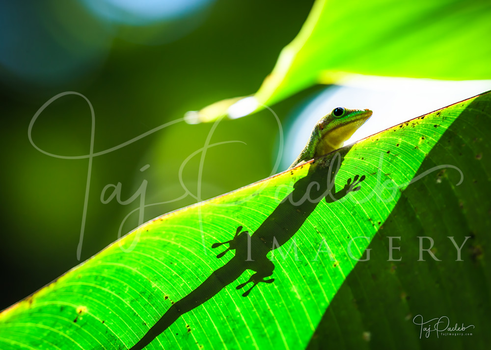 Gecko Sunbathing  Photography Art | Taj Pacleb Imagery