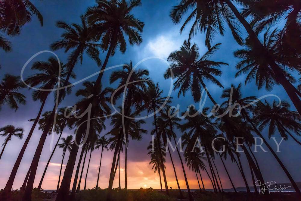 Coconut Refuge Photography Art | Taj Pacleb Imagery