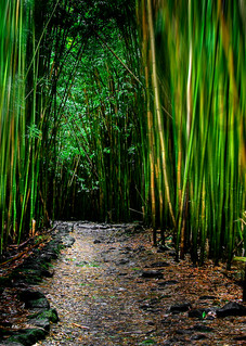 Hawaii Photography | Bamboo Dance by Randy J Braun