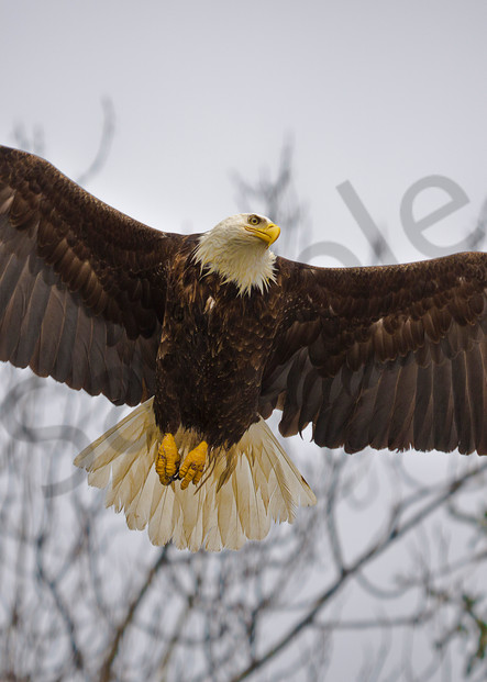 Wildlife Photography | Bald Eagle by Leighton Lum