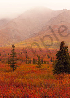 Autumn Alaska Photography Art | Scott Cordner Photography