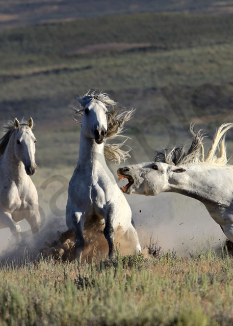 0739 Wild Mustangs Sand Wash Basin Colorado Art | Cunningham Gallery