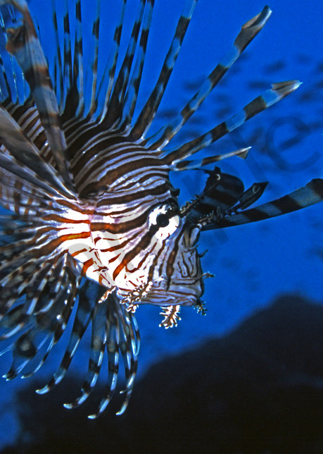 Lionfish in the Blue..Shot in Papua New Guinea