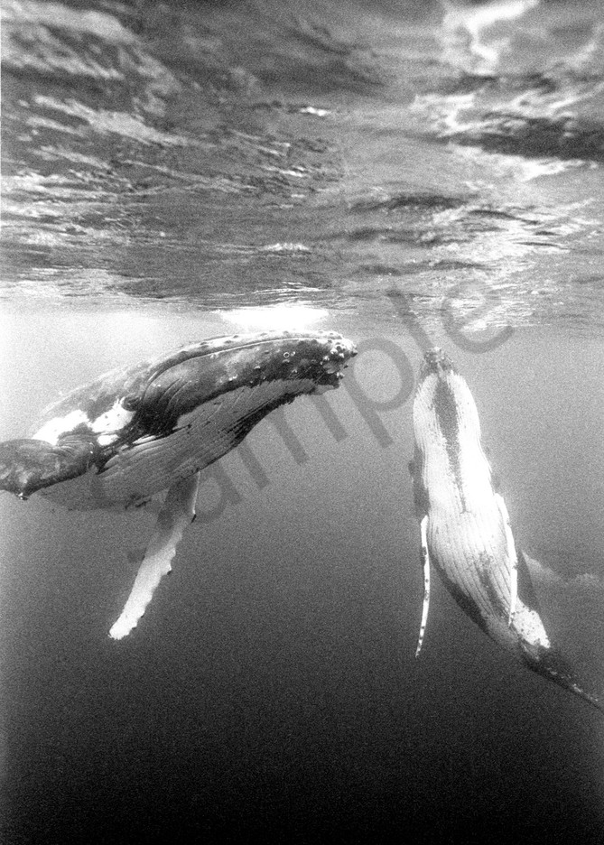 Male Humpback Whales compete for a female...Shot in Kingdom of Tonga