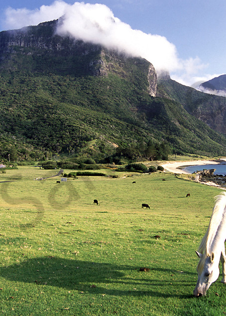 A lucky horse grazes under the spectacular Mt. Gower, Lord Howe Island, Australia.  Lord Howe Island is home to the world's southern-most coral reef.  Ocean currents flow southward from the Great Barrier Reef, bringing coral larvae, which settle and 