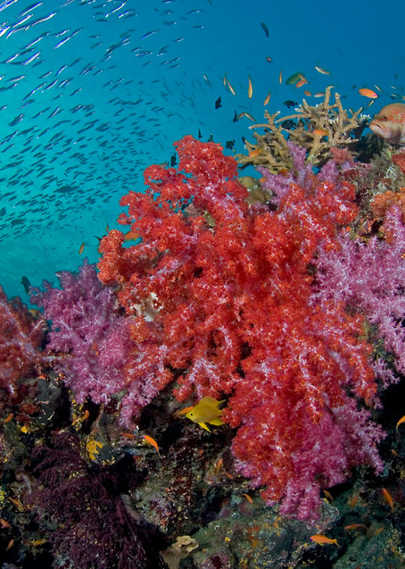 Rainbow of Soft Corals, Anthias, and Fusiliers..Shot in Thailand