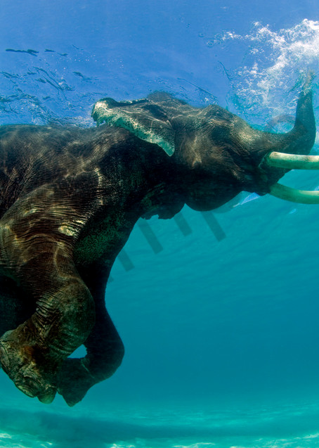 Rajan, The Snorkeling Elephant..Shot in Andaman Islands, India