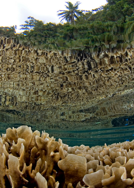 Scroll Corals, Reflections and Palms..Shot in Papua New Guinea