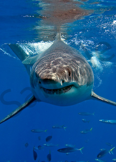 Great White Shark Approaching..Shot in Mexico