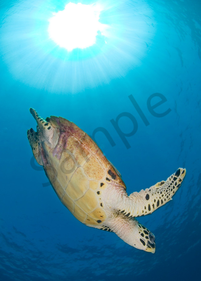 Diving Hawksbill Turtle and Sunburst..shot in Thailand