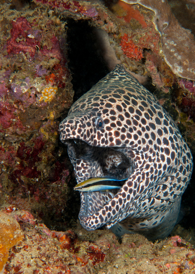 Blackspotted Moray getting cleaned by a wrasse..shot in Indonesia