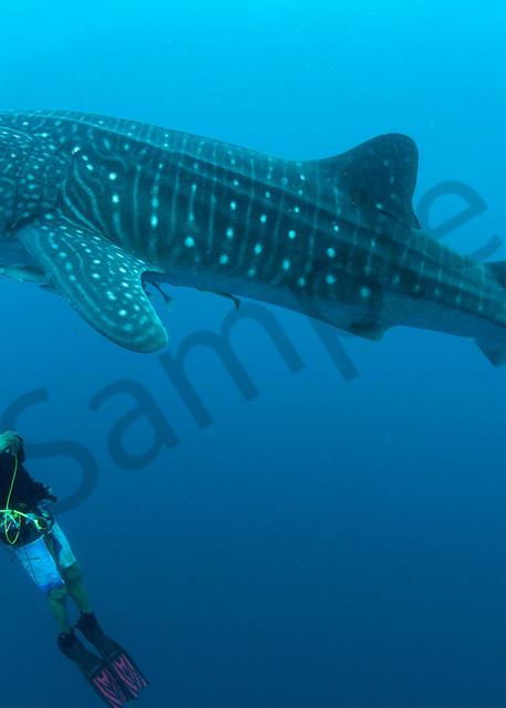 Diver and Whale Shark..Shot in Indonesia