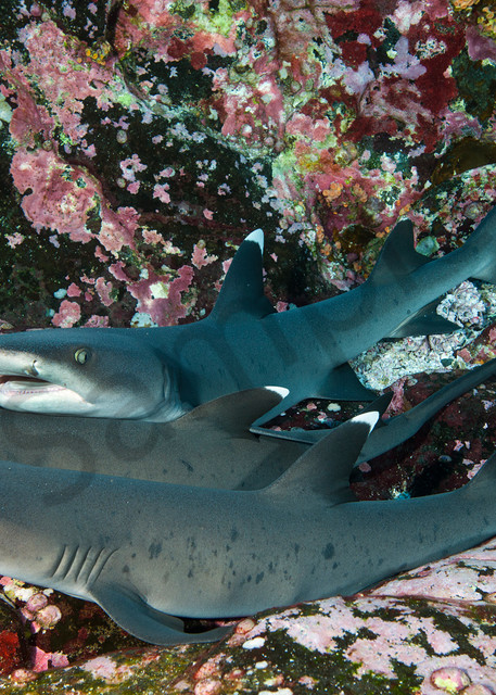 Whitetip Reef Sharks nap in a nook at Roca Partido..Shot in Mexico