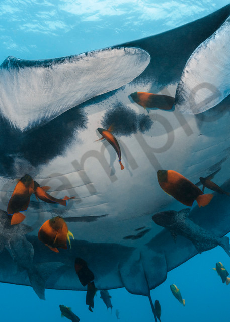 A Giant Manta gets cleaned by Clarion Angelfish..Shot in Mexico