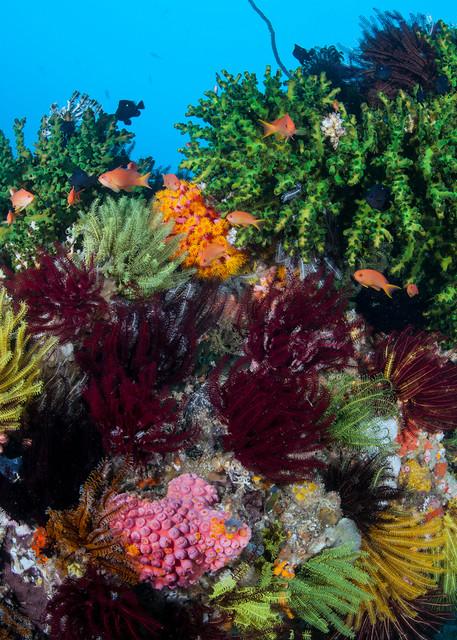 An intensely colorful section of reef, with hard and soft corals, crinoids, and anthias..Shot in Indonesia