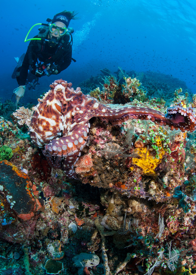 A diver observes a Day Octopus on the move...Shot in Indonesia