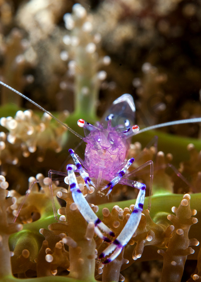 Anemone Shrimp perched upon delicate tentacles of its host..Shot in Indonesia