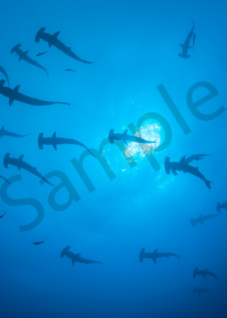 Schooling Scalloped Hammerhead Sharks...Shot at Cocos Island, Costa Rica