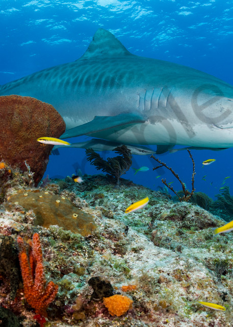 A Tiger Shark cruises over the reef..Shot in Bahamas