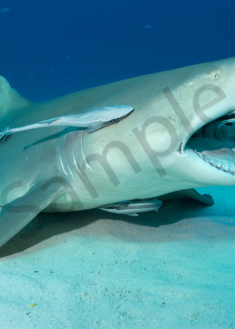 A Lemon Shark opens its mouth wide to allow Remoras to clean inside...Shot in Bahamas