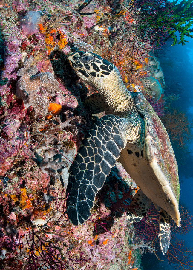 A Hawksbill Turtle browses for a meal of sponge or soft coral...Shot in Indonesia
