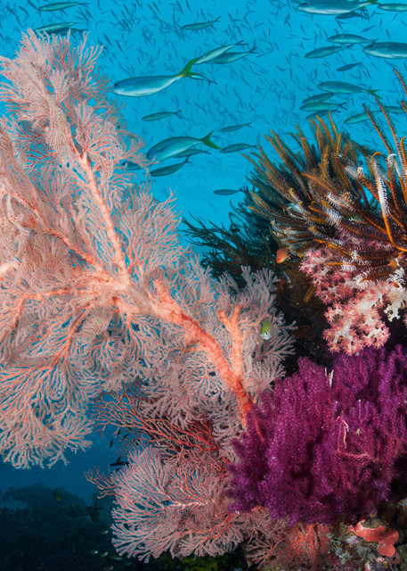 Fusiliers, Feather Stars, and Gorgonians..Shot in Indonesia