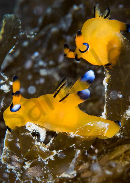 A pair of Thecacera Nudibranchs crawl along blades of macro algae..Shot in Indonesia