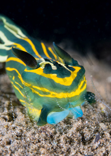An undescribed Tambja Nudibranch feeds on hydroids on the seafloor..Shot in Indonesia