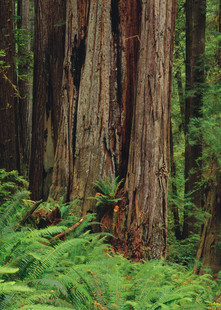 Redwood tree forest in Prairie Creek Redwoods State Park in northern California