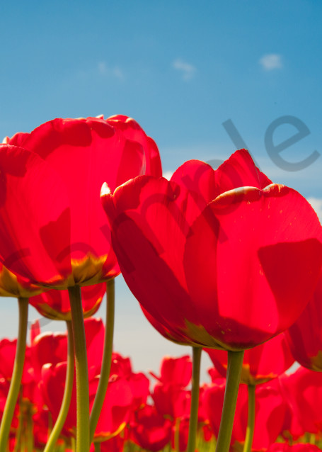 Fine art print of red tulips, Skagit Valley, flowers