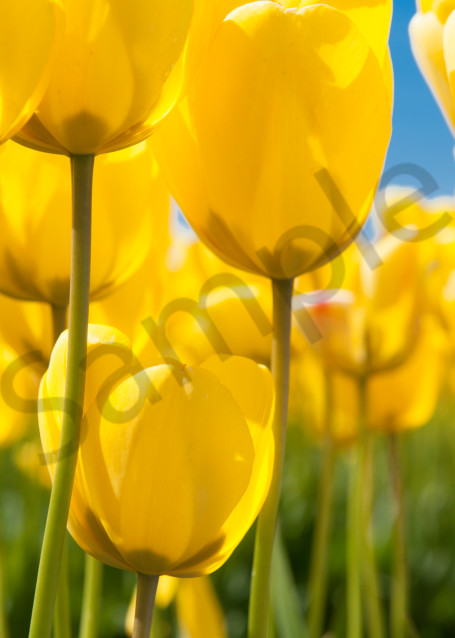 Yellow tulips, Skagit Vally, flowers