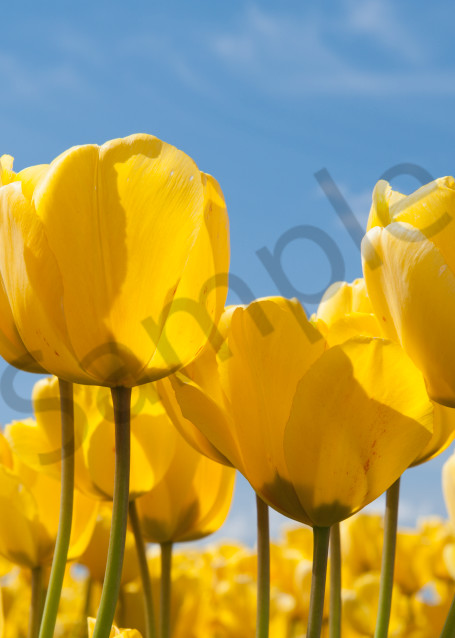 Fine art print of yellow tulips, Skagit Vally, flowers