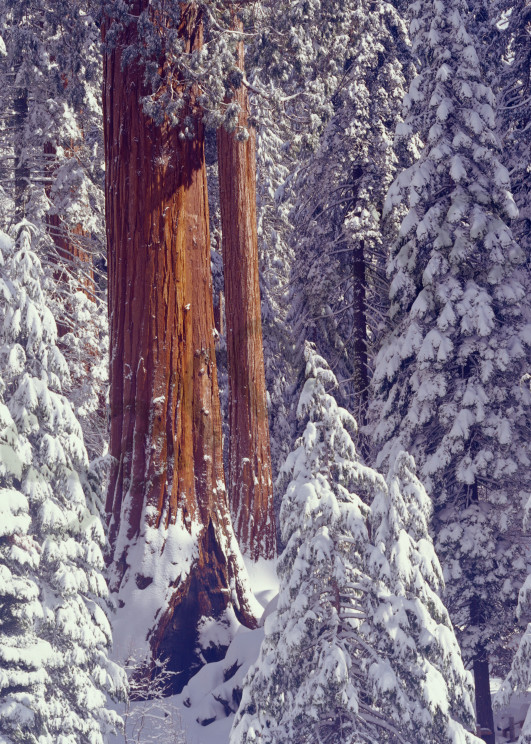  Giant Sequoia trees covered snow.