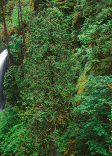 Metlako Falls in the  Columbia River Gorge 