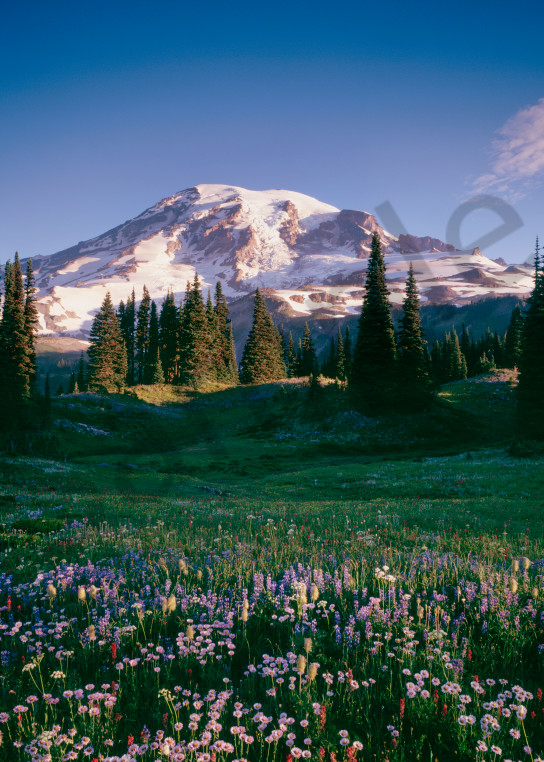 Fine art print of a wildflowers and Mt. Rainier