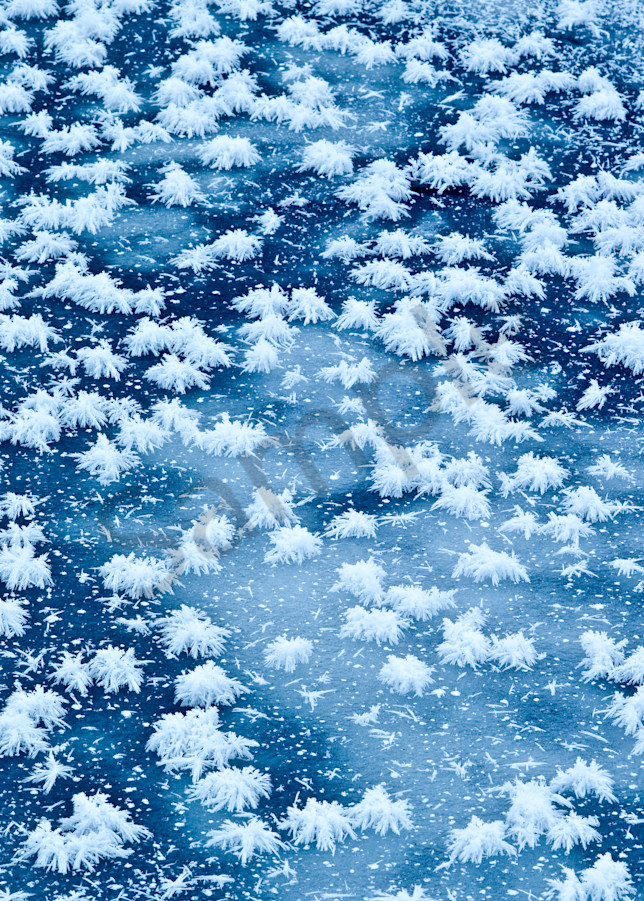 Ice Spiders Art | Nelson Fine Art Printing