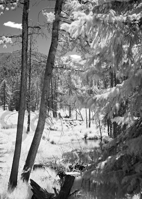 9368 Trees And Beaver Ponds Art | Cunningham Gallery