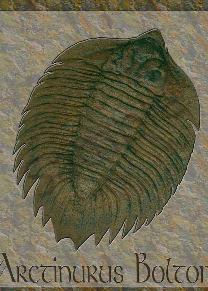 Arctinurus Boltoni Fossil Trilobite