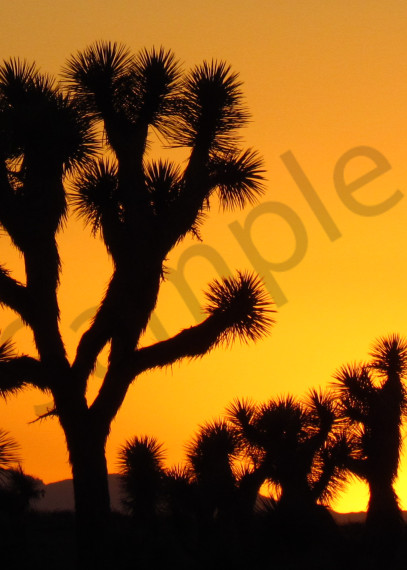 Joshua Tree Desert Sunset Landscapes