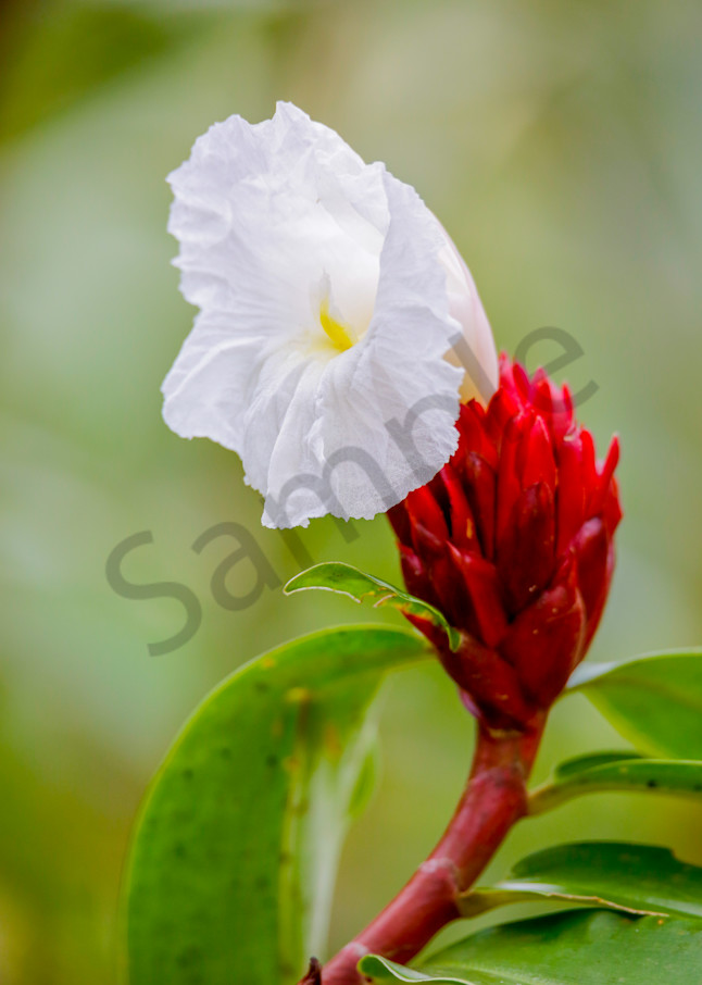 Flower Bloom: Costa Rica Rainforest