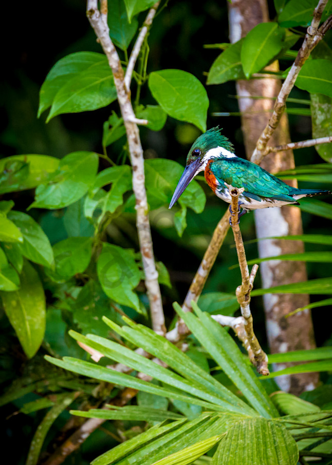 King Fisher bird in Costa Rica.