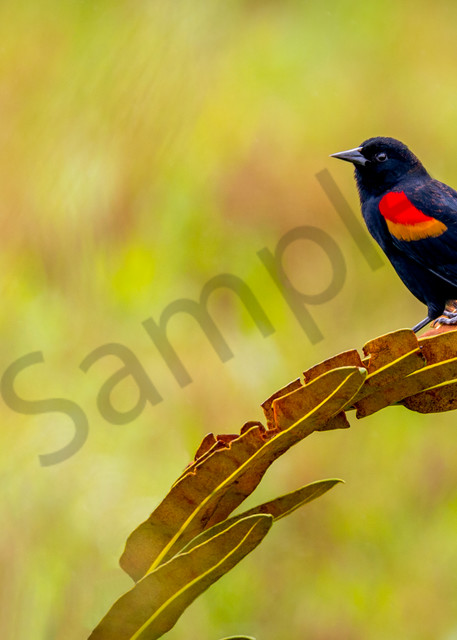 Sargent Bird in the Costa Rican Rainforest.