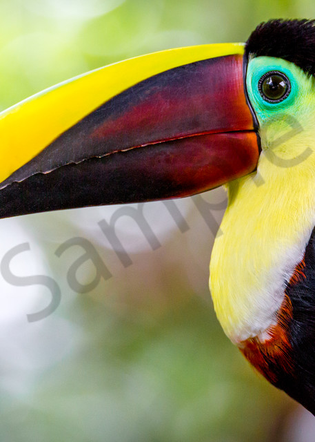 Toucan in Costa Rica poses for a fine art photograph.