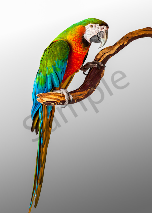 Macaw Parrot 0007 Photography Art | Curtis Peters Photography