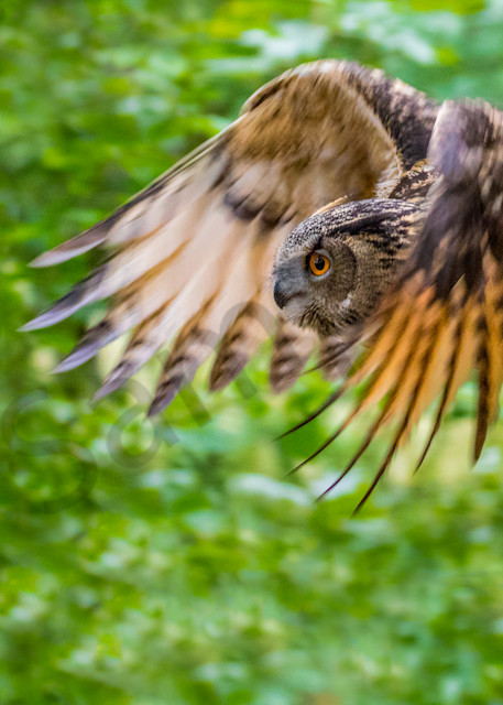 Owl In Flight 0453 Photography Art | Curtis Peters Photography