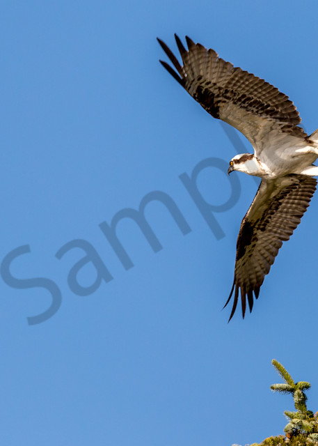 Osprey taking flight along the river