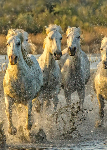 Horsepower Photography Art | John Martell Photography