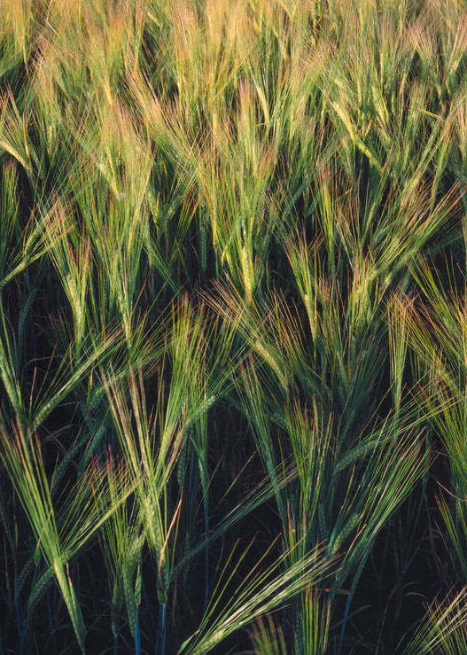 Abstract view of Two Row Barley
