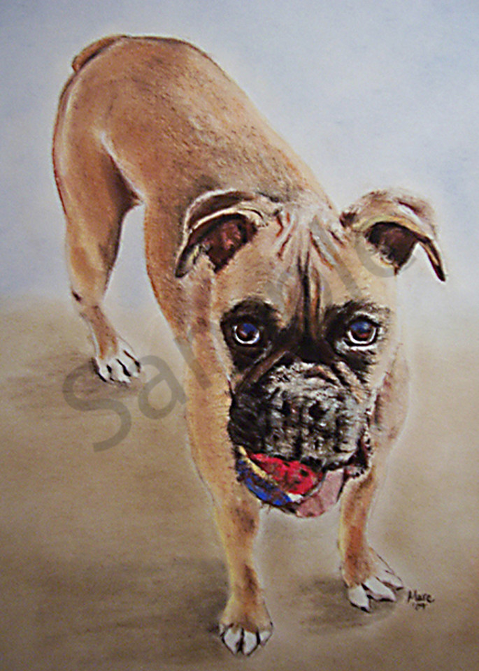 Boxer dog portrait with tennis ball.